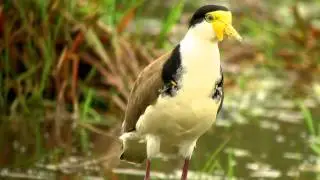 Masked Lapwing - Maskerkievit