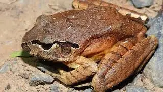 Herping the Central Coast Australia