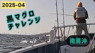 でっかいマグロが跳ねちょったよ〜！南房黒マグロチャレンジ！