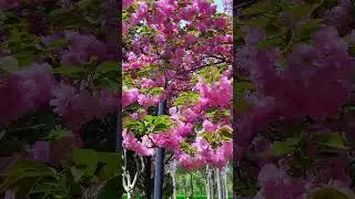 Creating a Relaxing Garden Retreat with Stunning Flowers #beatifulflowers #relaxingmusic #garden