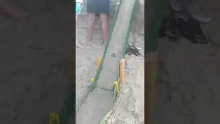 Loggerhead hatchling crawling down ramp runway!