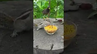 #birds #cat #catstv #dog #pets #kitten #relaxation #funny #games