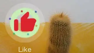Espostoa Guentheri🌵🌵🌵