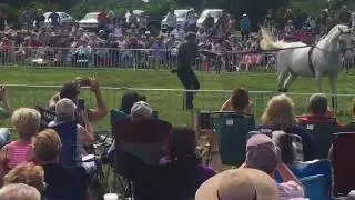 Lipizzan stallions thrilled an audience of hundreds Sunday afternoon at Colt State Park in Bristol.