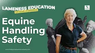 Equine Handling Safety: Best Practices for Veterinary Examinations