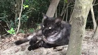 Forest with a fur Patch