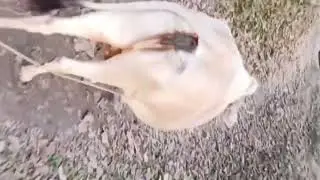 বিজনি দহলা পাৰা হতোল