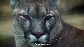 A Big Cat of Many Names: Panthera Puma Program | Connecting Mountain Lions from Canada to Chile
