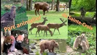 Parc animalier de Sainte-Croix: Les ANIMAUX d'Europe ... et ... autres
