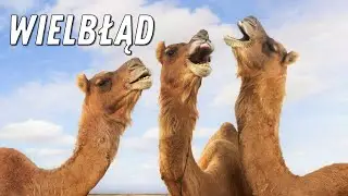 TOP 20 CIEKAWOSTKI - WIELBŁĄD 🐪