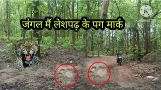 Pag mark of leopard in the forest 🐆