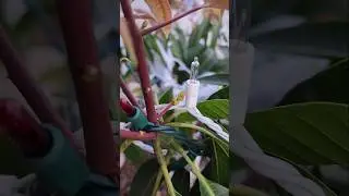 Mango Diary EP. 1 - February 25, 2025