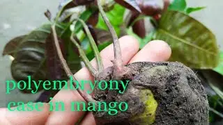 What is Polyembryony? Do watch this