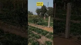 blue corn flower and moshami plant mix farming | #farming #video #viral