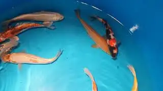 Carpco 20 25 Cm Standard Grade Koi