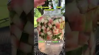 🌱🔆👍Simple DIY Organic Fertilizer for your GARDEN #instagood #garden #short #viral #feedshorts