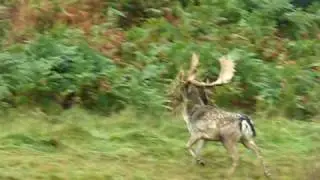 Fallow Rut
