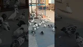 PIGEON NIKLA JANGLA SA BAHAR #jammu  #kaboutertraning #kabutar   #jammu#pigeon #jammupigeon