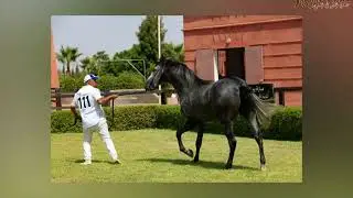 concours interregionaux des chevaux arabe-barbe Marrakech
