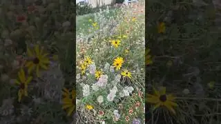 Native flower garden in June. This is Bee Happy Mix from Native American Seed.