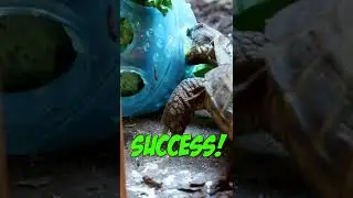 THREE QUICK Tortoise Enrichment Ideas! #shorts