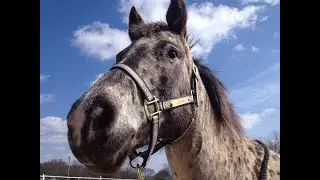 You CAN Afford A Horse!