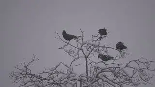 American Crows Braving the Snow