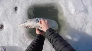Ice Fishing for Sturgeon - Part 2 (ft. fake sponsors)