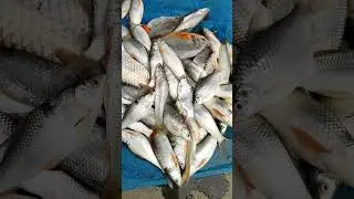 fish farming short video #shorts