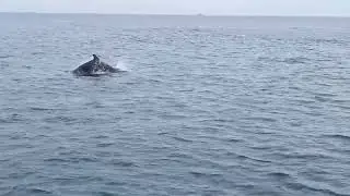 Dolphin boat tour at the mouth of the River Dee in Aberdeen.(2)
