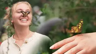 Butterfly Wonderland