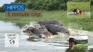 Hippos 1-minute video