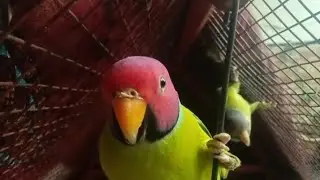 Plum headed parakeet (Male/Female) Voice #Parrot talking #Nature Voice 😊