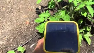 Edyn Garden Sensor Review