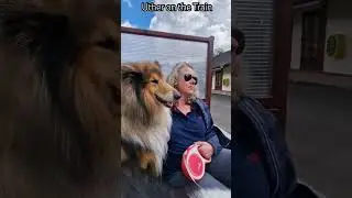 Rough Collie by Train - Uther travels on the L'al Ratty narrow guage railway