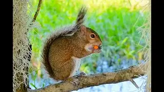 EASTERN  GRAY SQUIRREL (Florida)