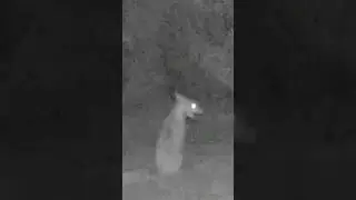 Fox Screaming At Night #shorts