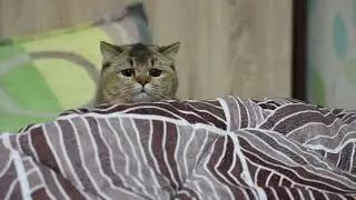 Play time for my Cat | Pirto's daily playtime routine