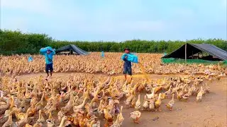 Following the Largest Duck Flocks in Vietnam&rsquo;s Mekong Delta - A Day with Duck Farmers