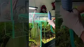 Connected Aquarium Box #viral #factmate #reels #youtubeshorts #viral ##youtubeshorts #youtube