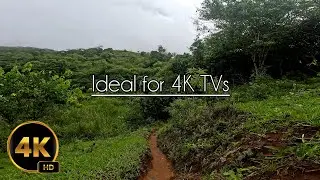 Forest walk with nature sounds 4k