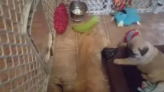 Pippa the Pug a and Harriet the Cairn.