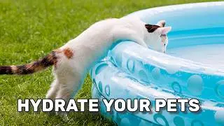 SUMMER HEAT SAFETY FOR PETS