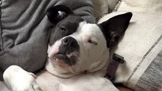 This Rescue Dog Acts Like a Baby&mdash;and Dad Can&rsquo;t Say No 😂🐶 | Tails_h2me