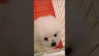Cute Mini Funniest Animals - Best Of The 2025 Funny Animal Videos #110.9