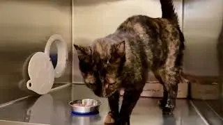 Video of adoptable pet named Sheba