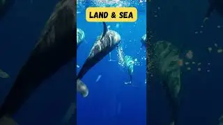ABC with Land & Sea Animals | Short Phonics Song for Children | UZR Learning | #abcd #kids #shorts