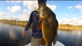 Florida Peacock Bass Fishing in the Everglades