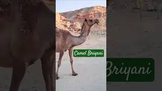 Camel meat#Camel safari kuwai#Desert ride kuwait#