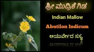ಶ್ರೀ ಮುದ್ರಿಕೆ ಗಿಡ, Abutlon Indicum, Indian Mallow, Chinese Bell Flowers